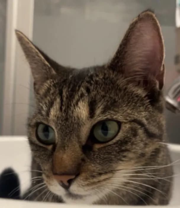 Nala