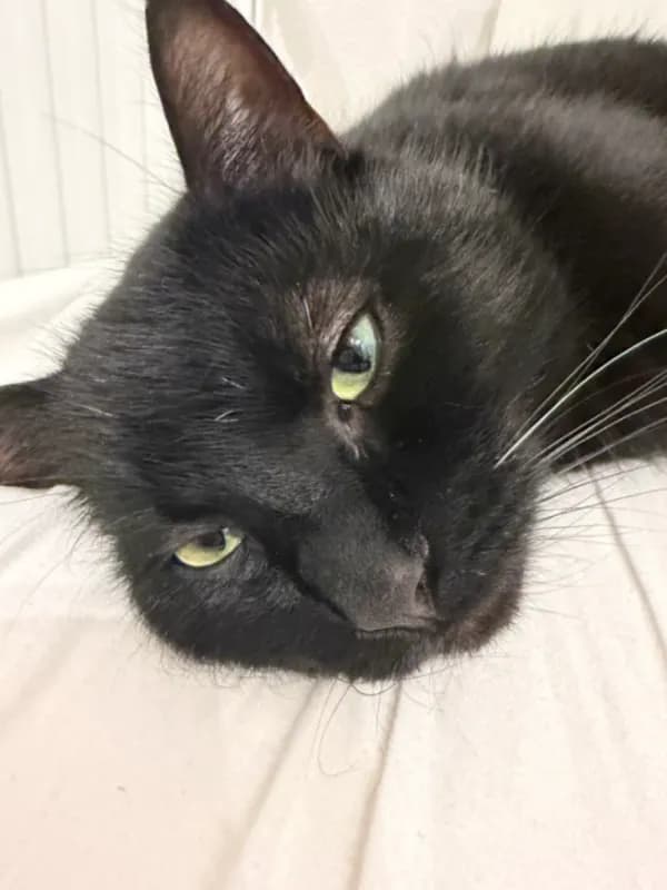 Luca