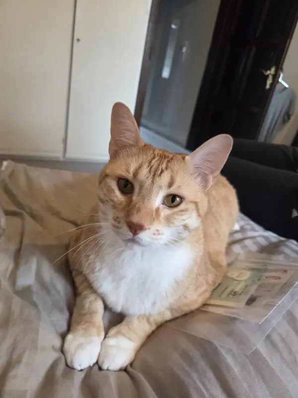 Leo