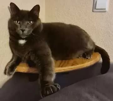 Merlin