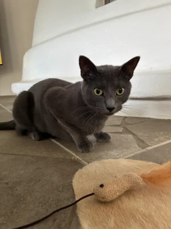 Nemo
