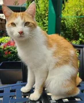 Floki