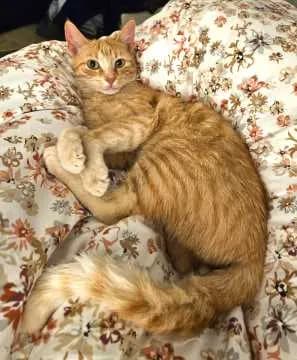 Kasimir