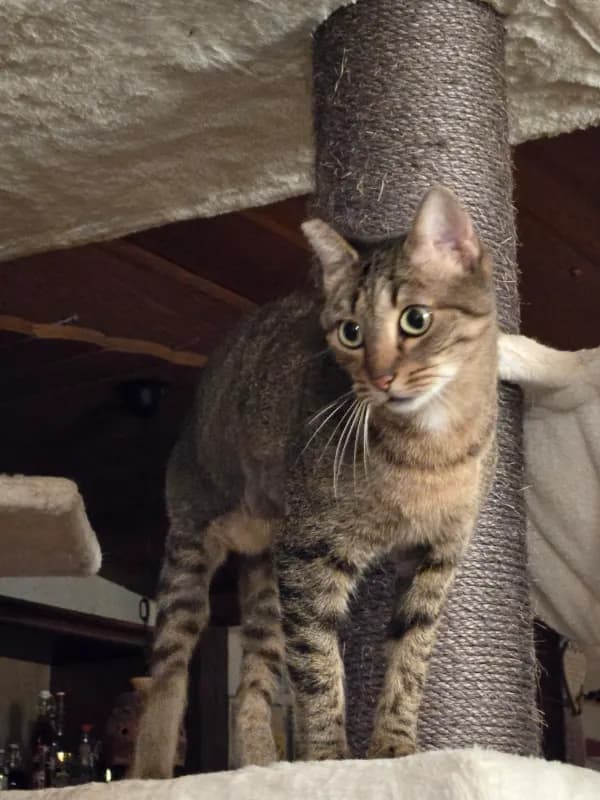 Stella