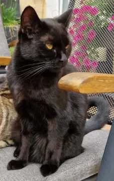 Blacky