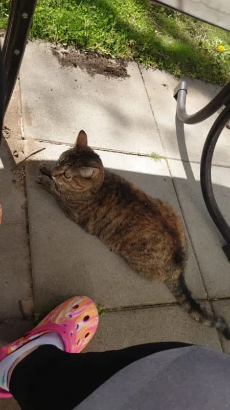 Suki