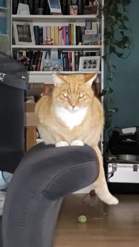 LEO
