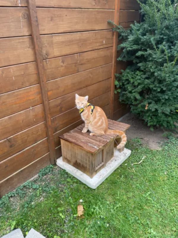 Pumuckl