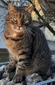 Mucki Nepomuk