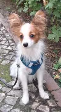 Charlie Caballoro