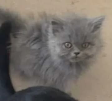 Simba