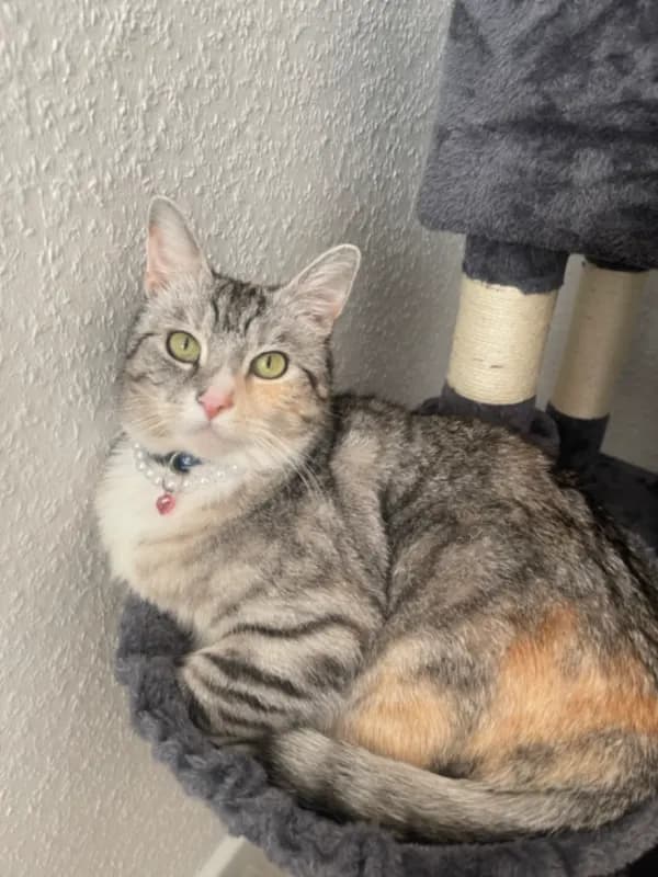 Amira