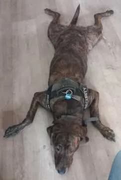 Stella