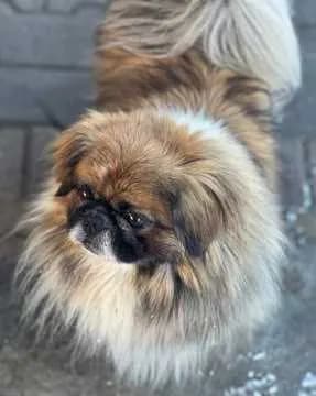 Teddy
