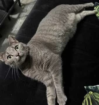 Nala