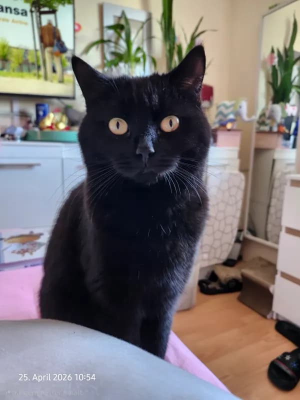 Bo