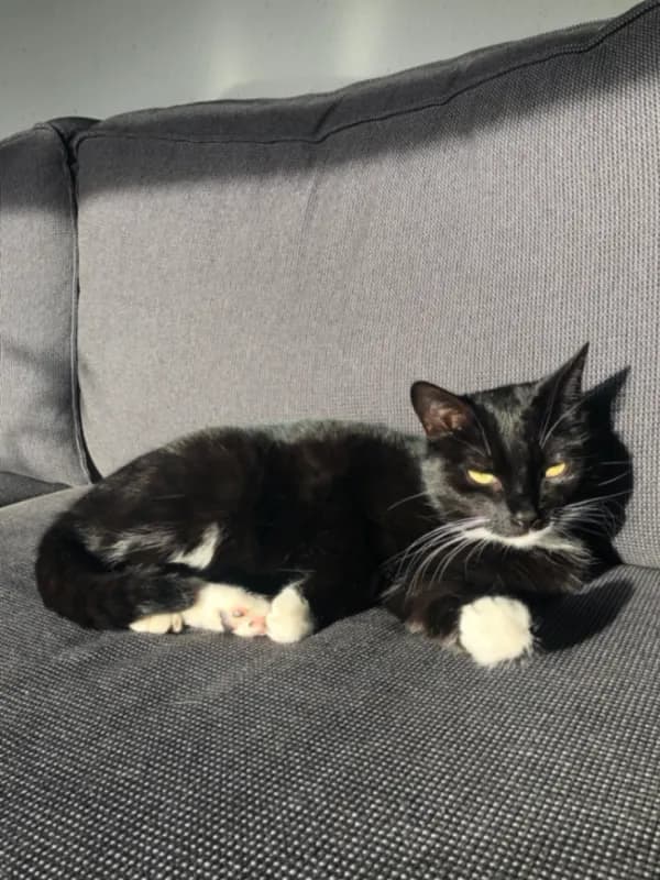 Nala
