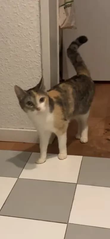Eywah