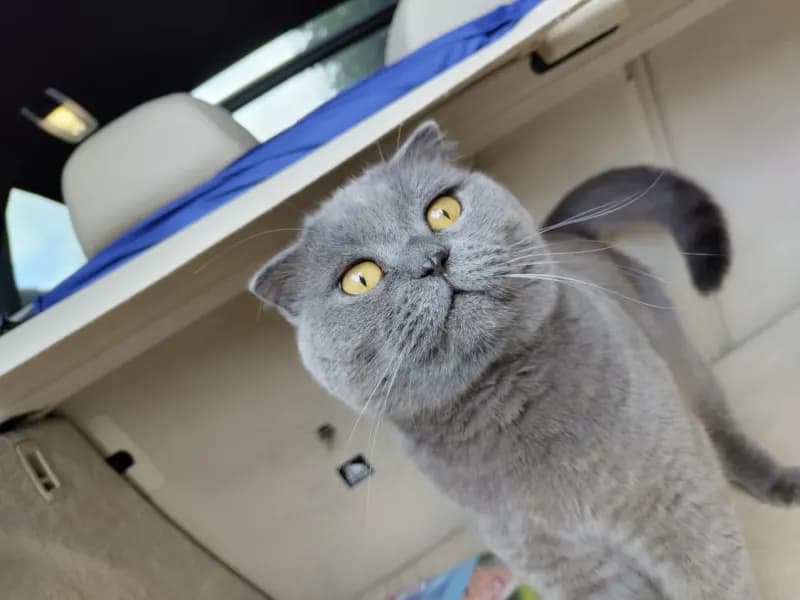 Oscar