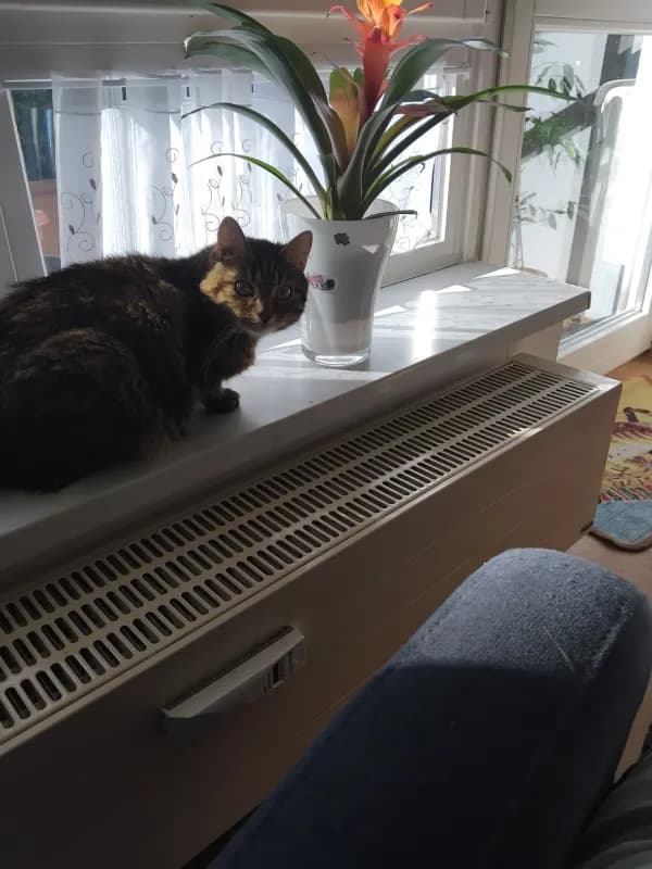 Lily