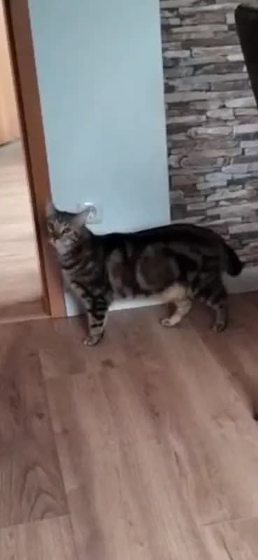 Lio