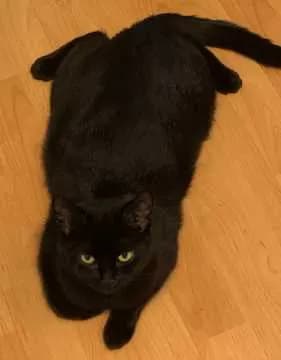 Shadow