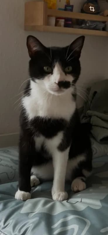 Rufus
