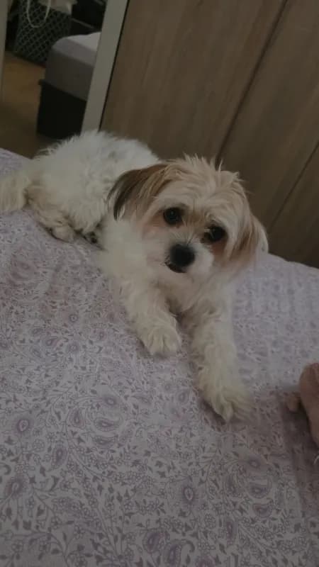 Lea