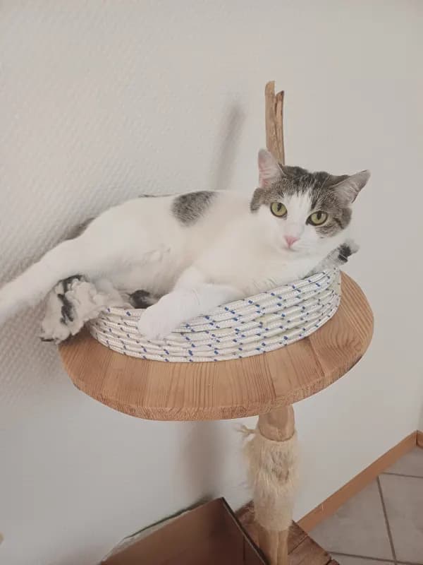 Moly