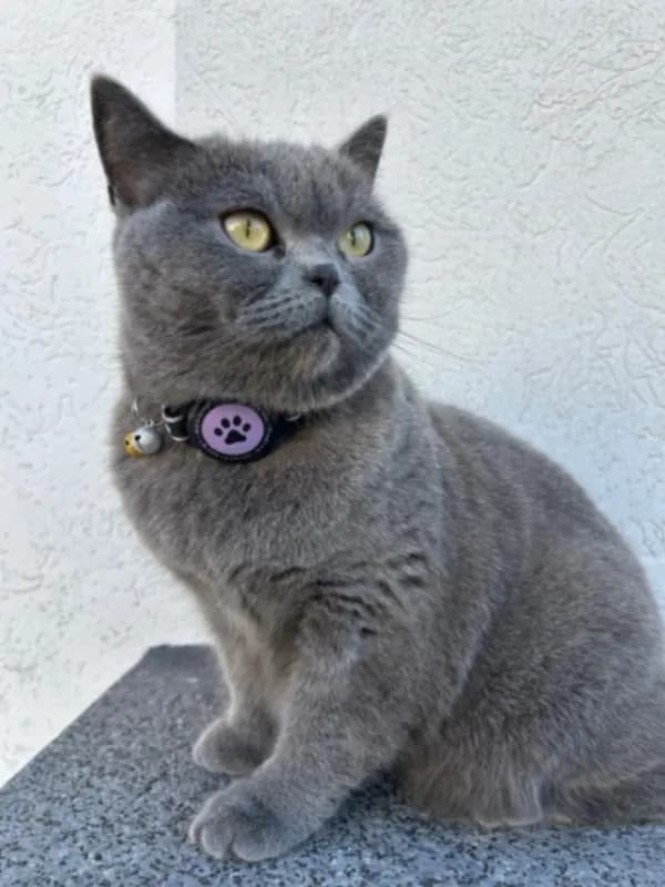 Diva