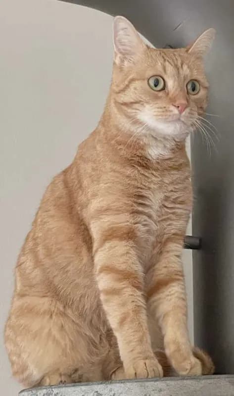 Paprika