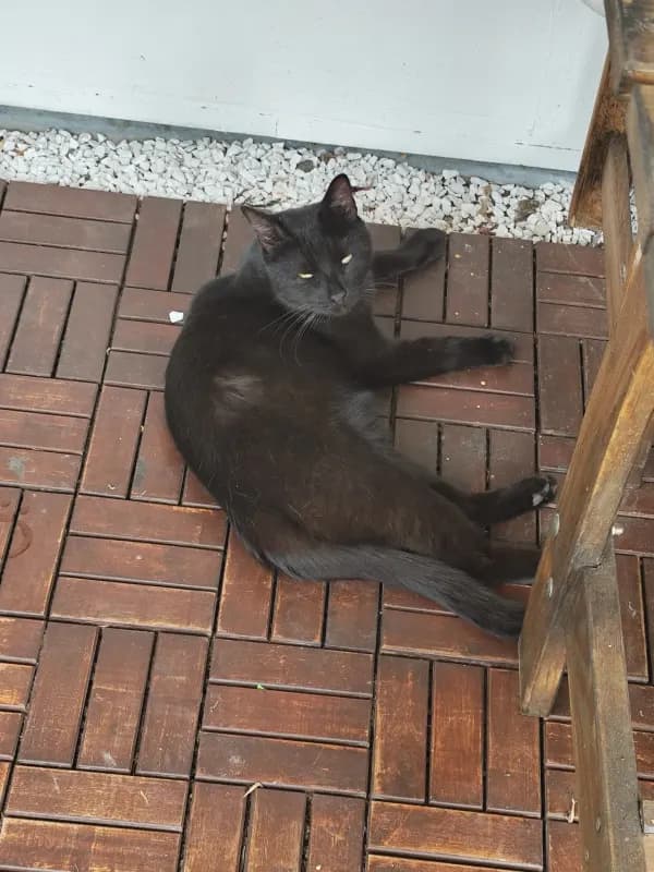 Tayo