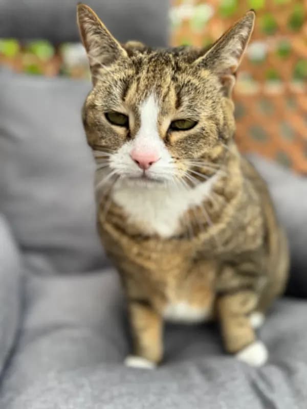 Kitty