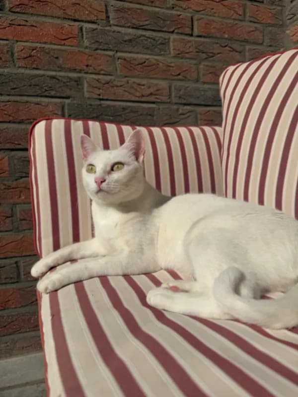 Yuki