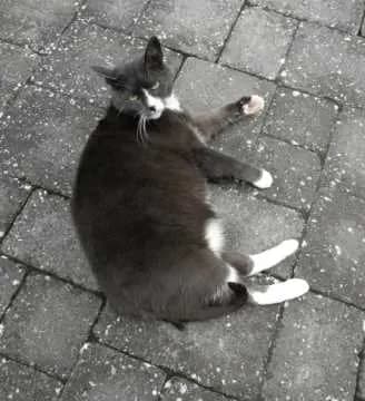 Kitty