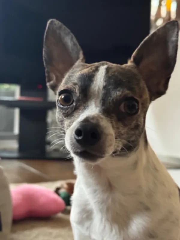 Chico