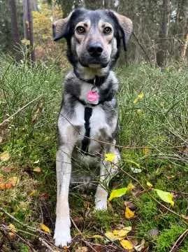 Mogli