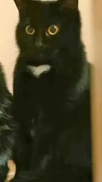 Basgas