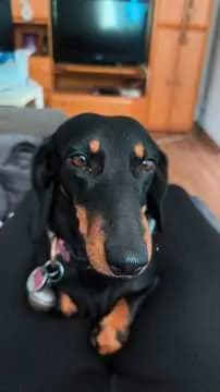 Elli