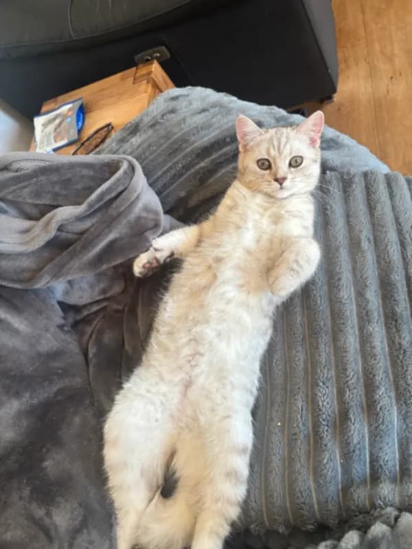 Cleo
