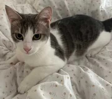Rosie