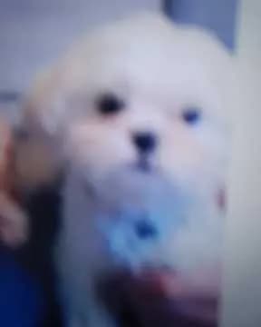 Baby