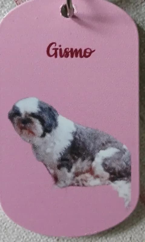 Gismo
