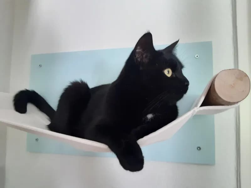 Pepper