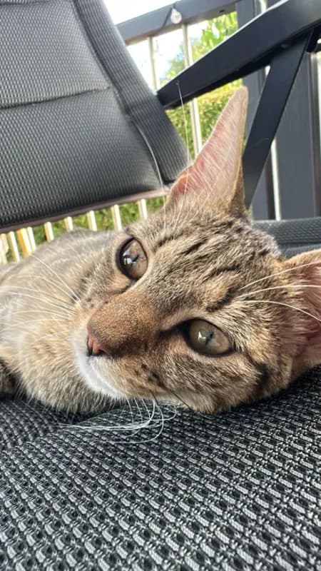 Mizi