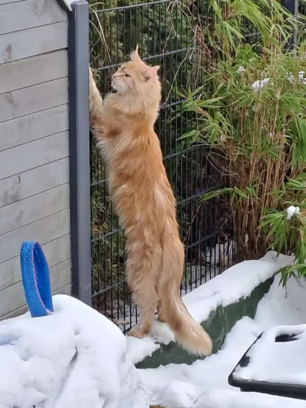 Foxi