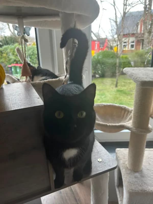 Freya