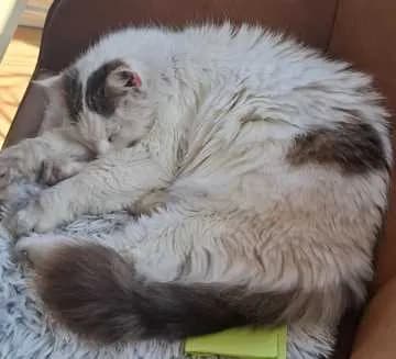 Heidi