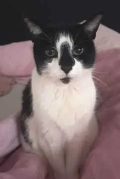 Mausi