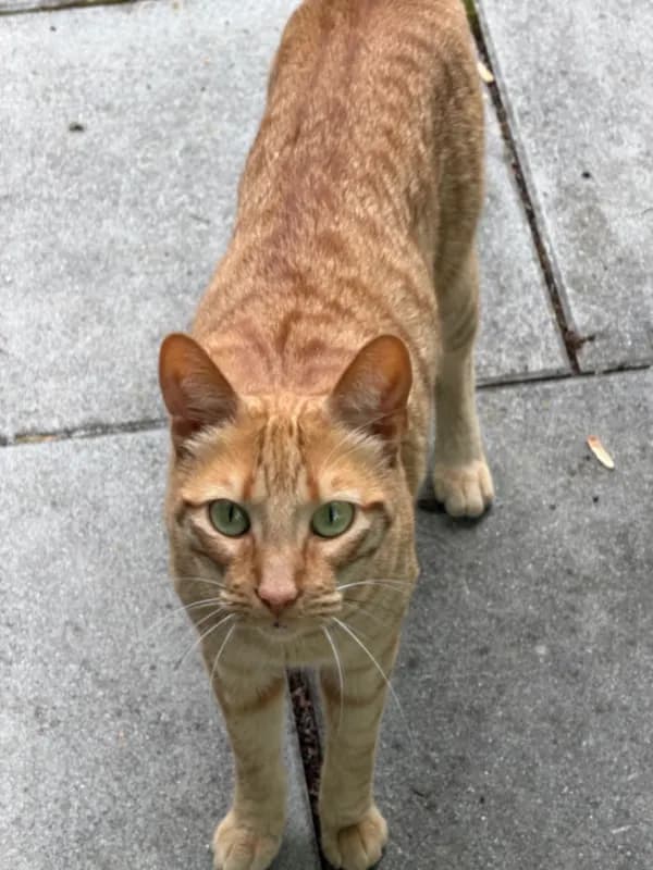 Ginger